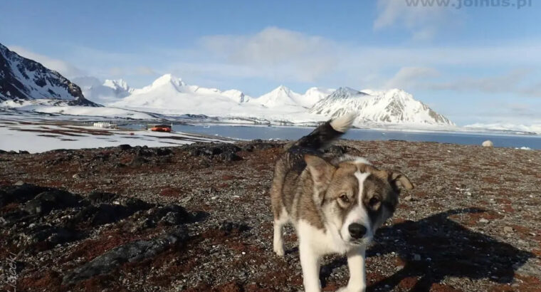 Spitsbergen – Yacht Master Ocean Mile Builder- 08-22.09.2024